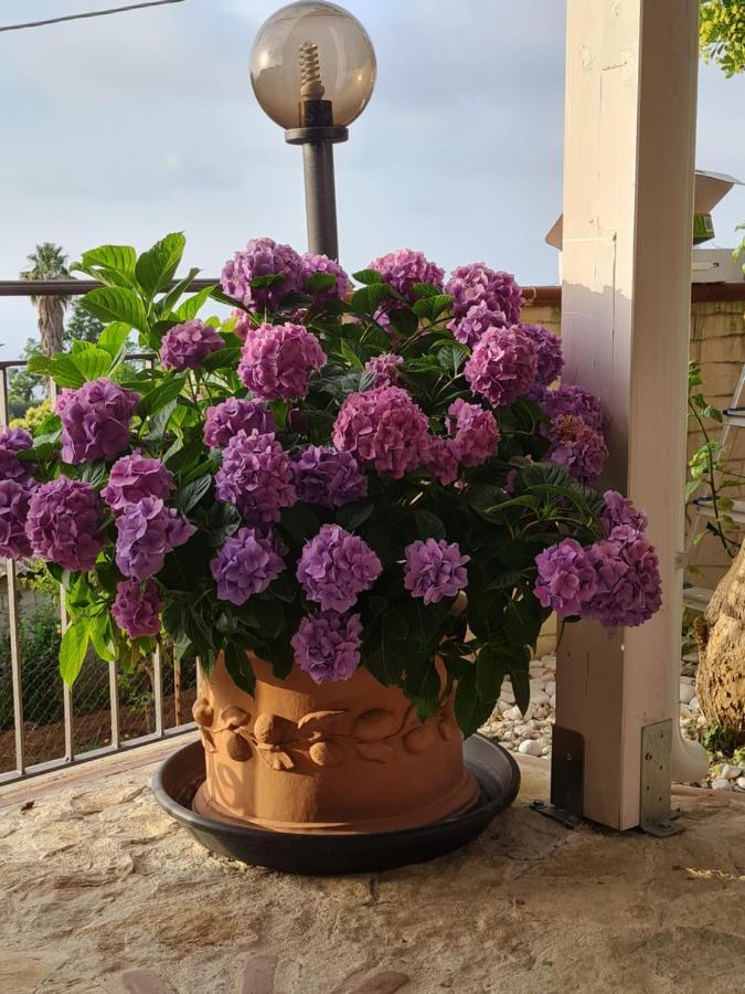 B&B La Casa Di Martina 赞布隆内 客房 照片